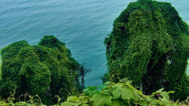 Batumi - Mtsvane Kontskhi