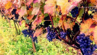 Wine house & L'Auberge Dadianebi_9