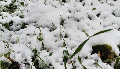 Bakuriani park residence apt 15_6