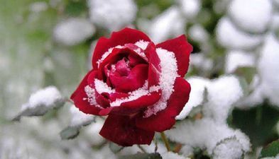 Calypso Kvariati Inn_8