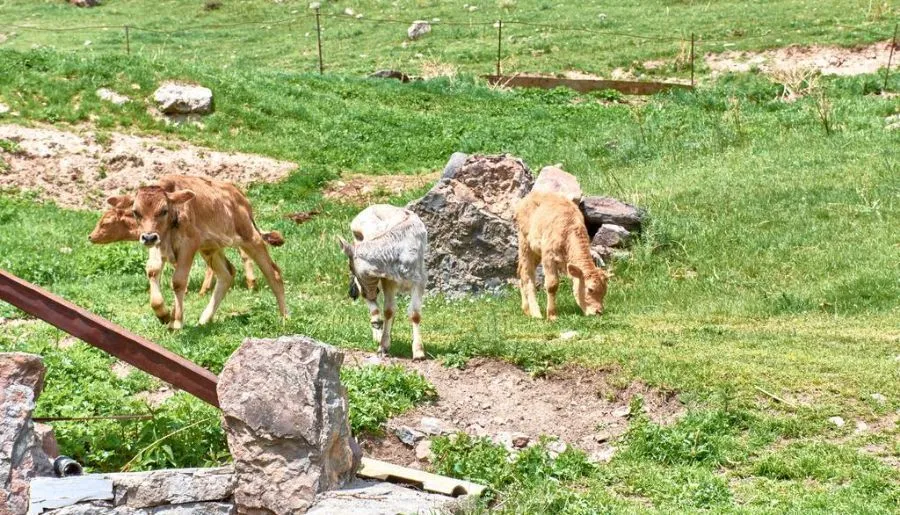 Tirebi Farmhouse — Photo 26