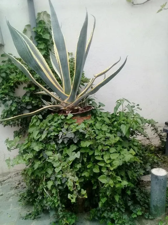 Andria — Photo 13
