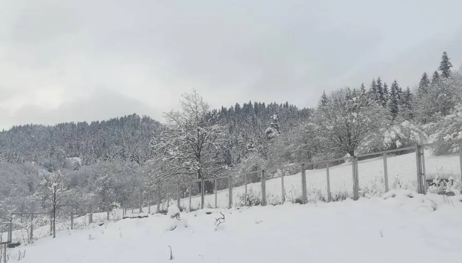 Cottage in Bakuriani — Photo 4