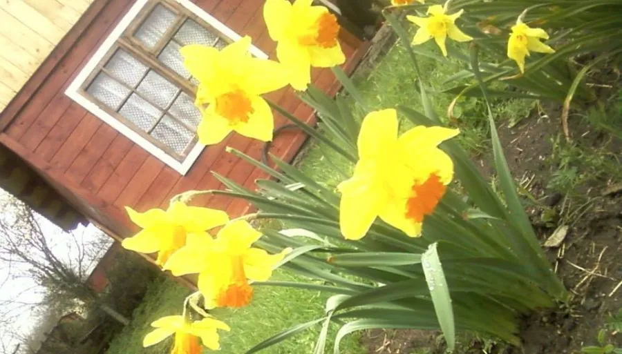 Colored cottages — Photo 26