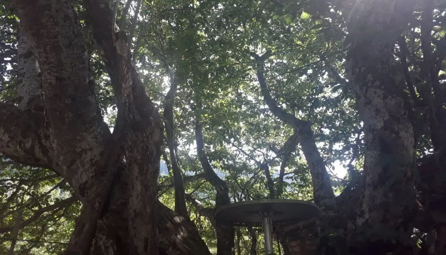 Nani — Photo 1