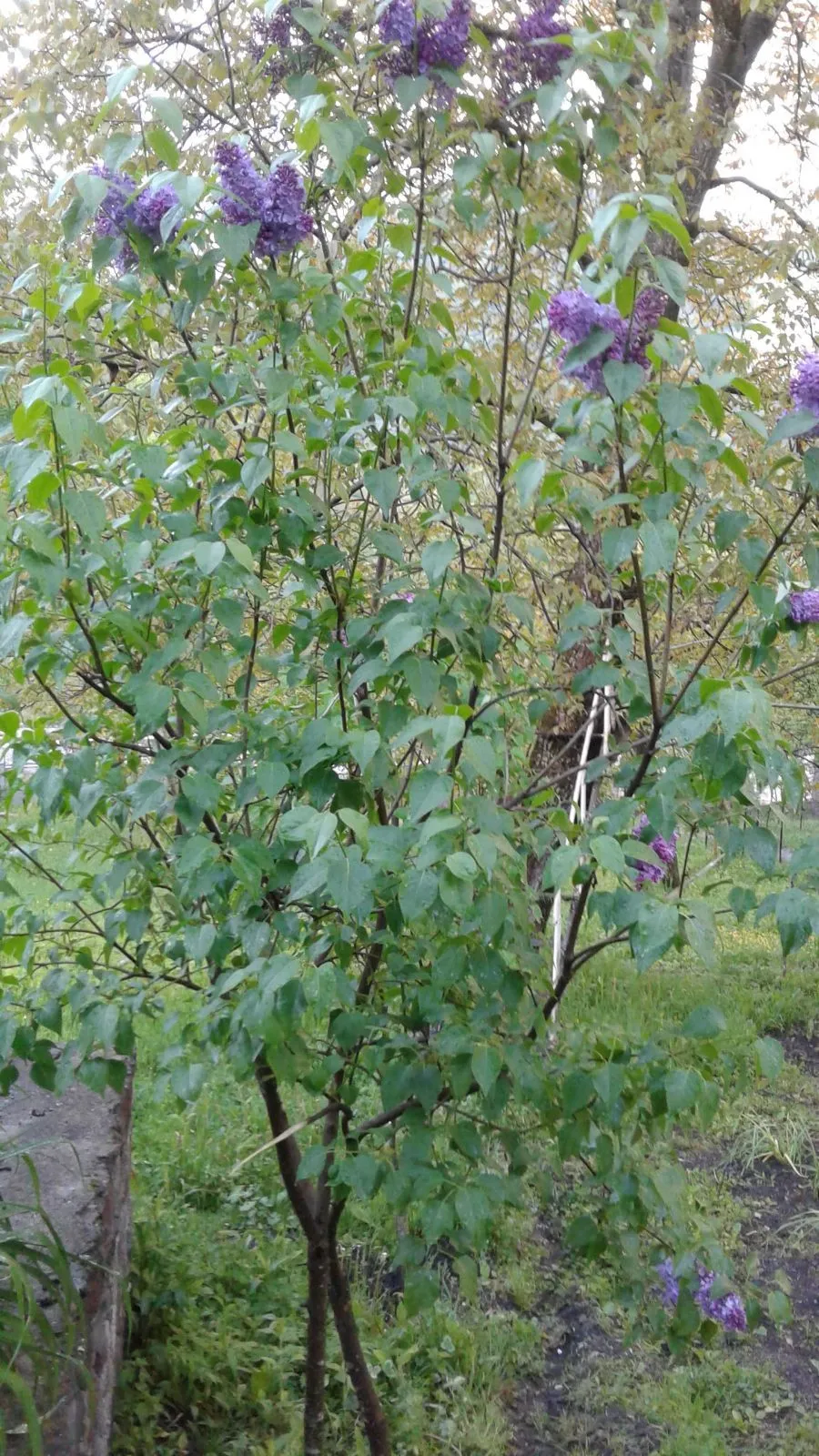 zviad1 — Photo 13