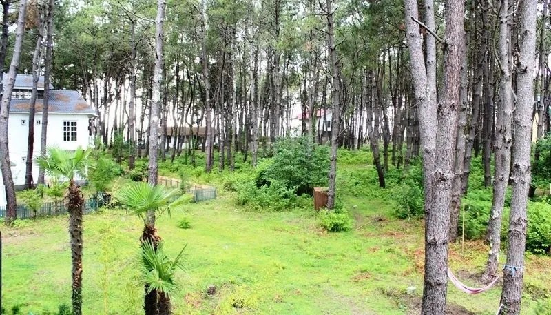 Daviti — Photo 5