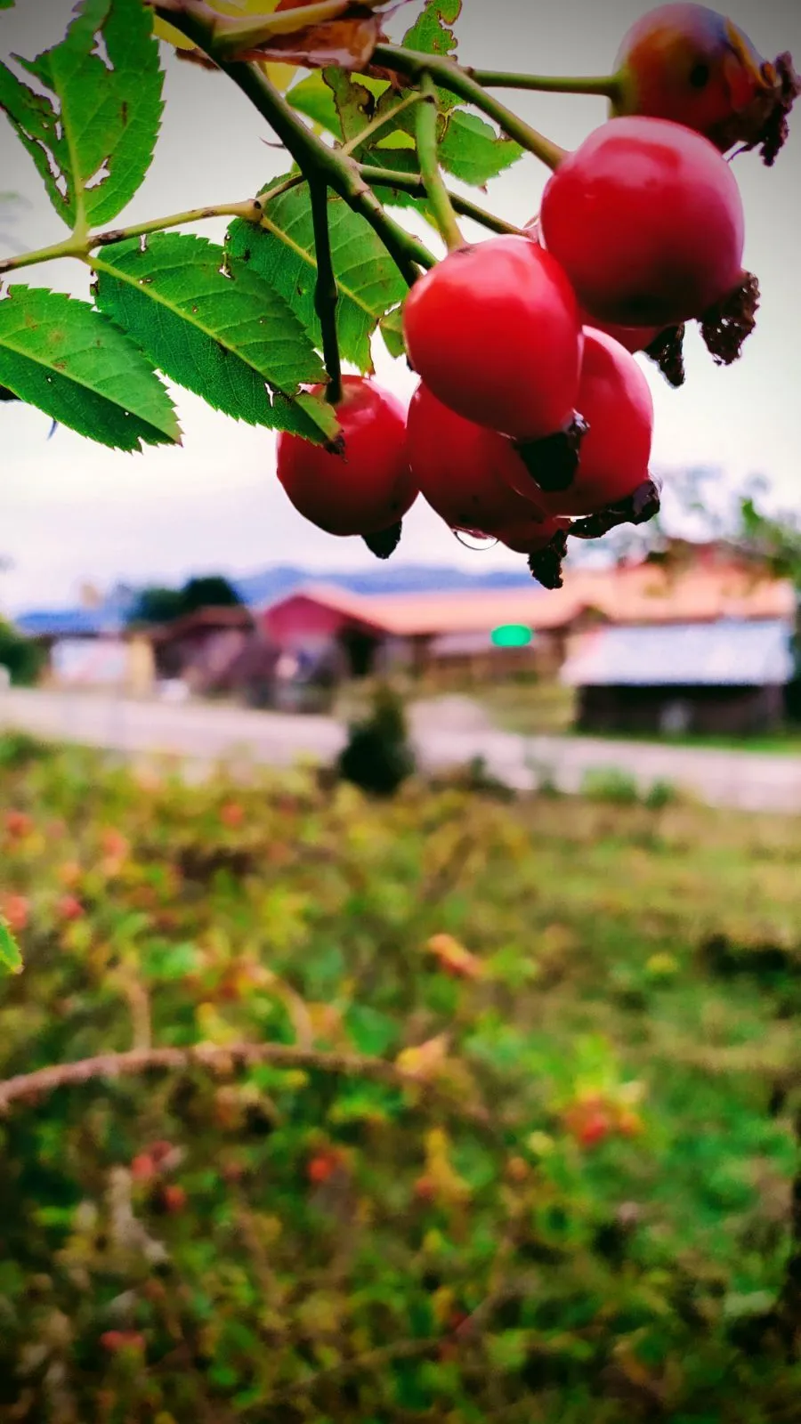 Panorama plus — Photo 25