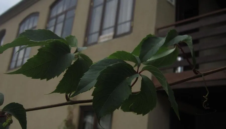 Edena — Photo 16