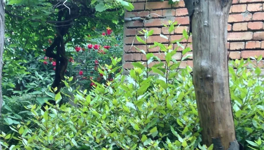 Guesthouse Radiani 14 — Photo 24