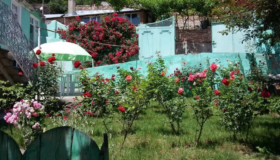 Green Rose — Photo 3