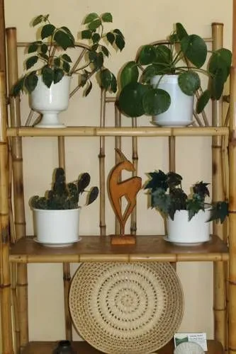 Kiwi House — Photo 26