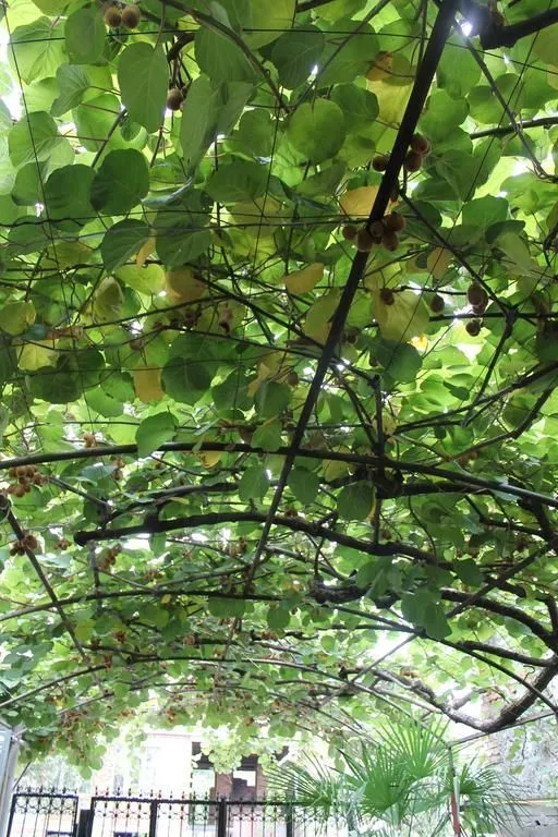 Kiwi House — Photo 16