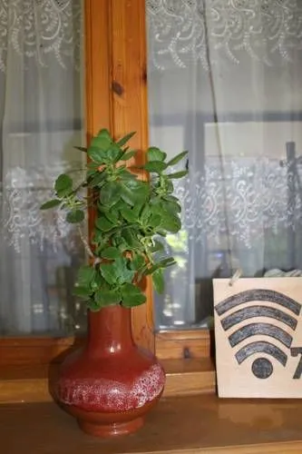 Kiwi House — Photo 19