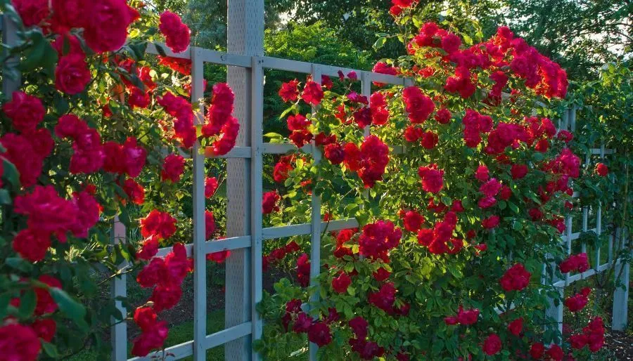 Roses Garden — Photo 22