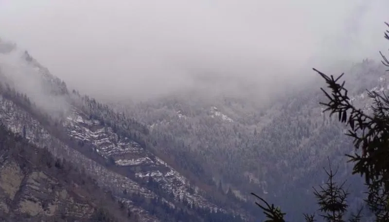Borjomi Forest — Photo 13
