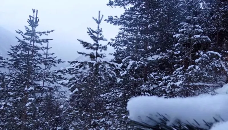 Borjomi Forest — Photo 3