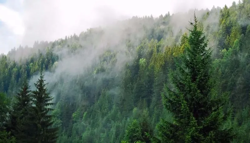 Borjomi Forest — Photo 21