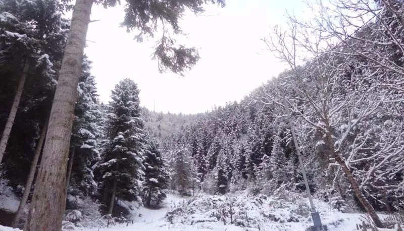 Borjomi Forest — Photo 23