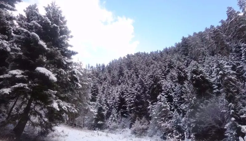 Borjomi Forest — Photo 1