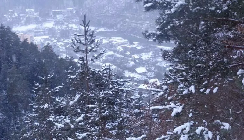Borjomi Forest — Photo 15