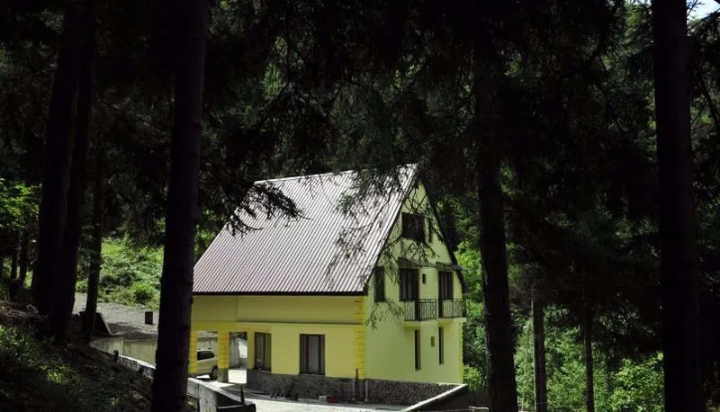 Borjomi Forest — Photo 26