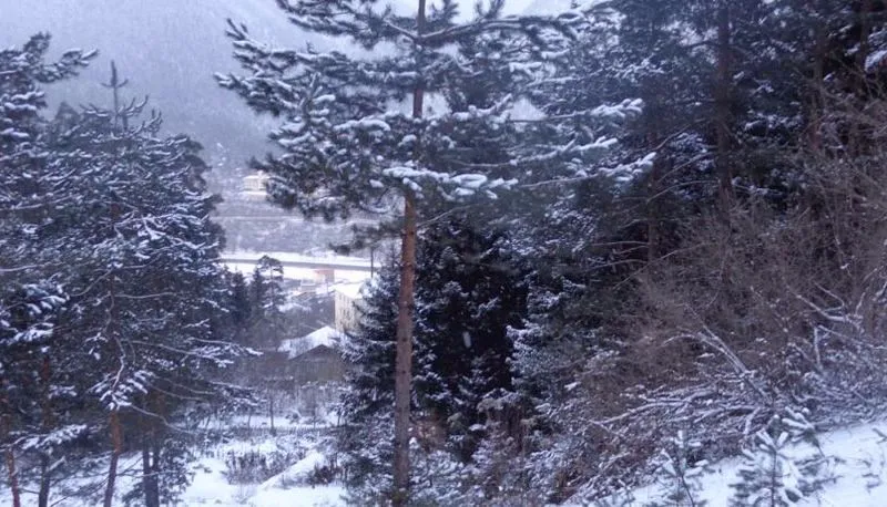 Borjomi Forest — Photo 2