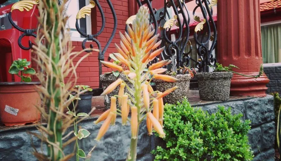 Gold Guest House — Photo 24