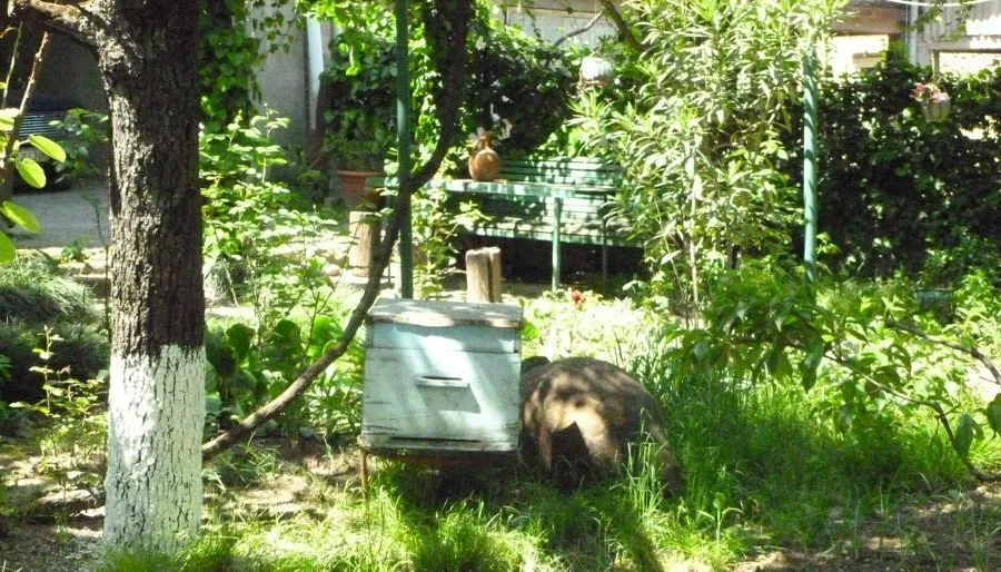 Guest House Gurjaani — Photo 16